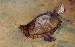 Imagem de <i>Trachemys scripta</i> Iverson 1986