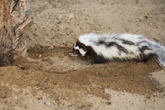 Image of Saharan Striped Polecat