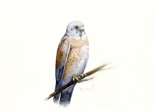 Image of Lesser Kestrel