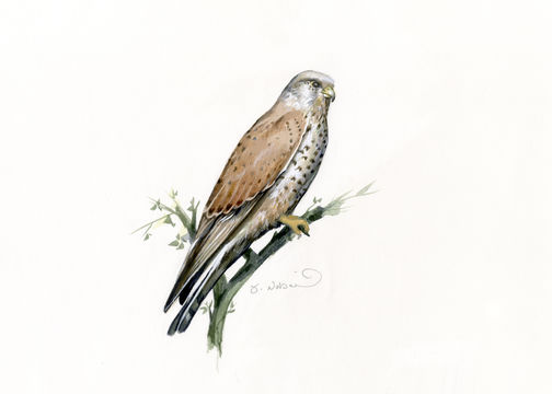 Image of kestrel, common kestrel