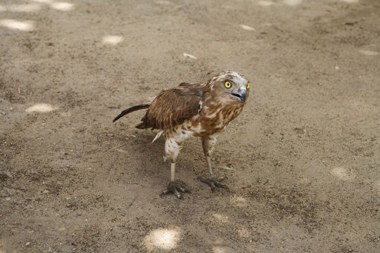 Image of Short-toed Eagle