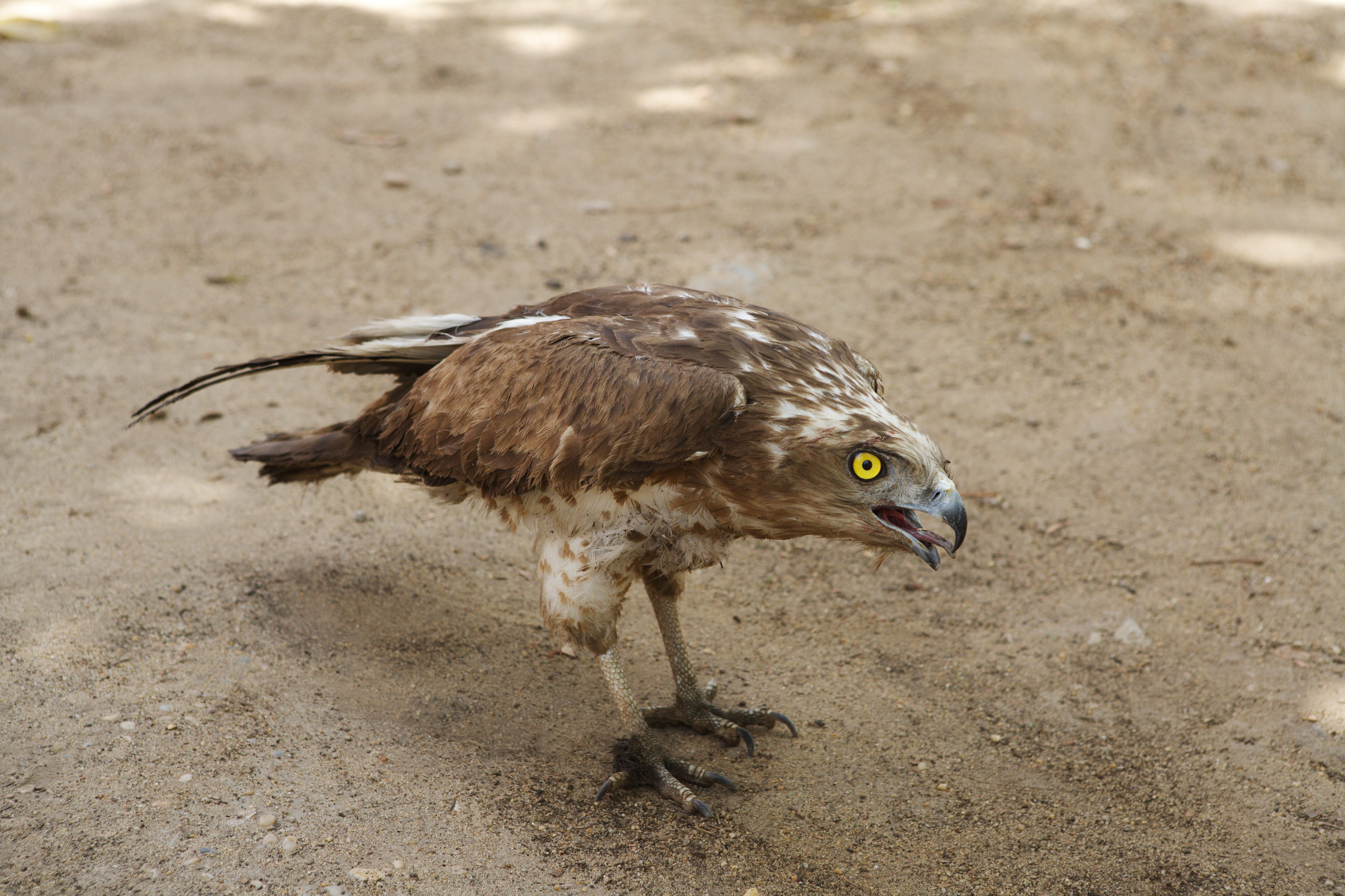 Image of Short-toed Eagle