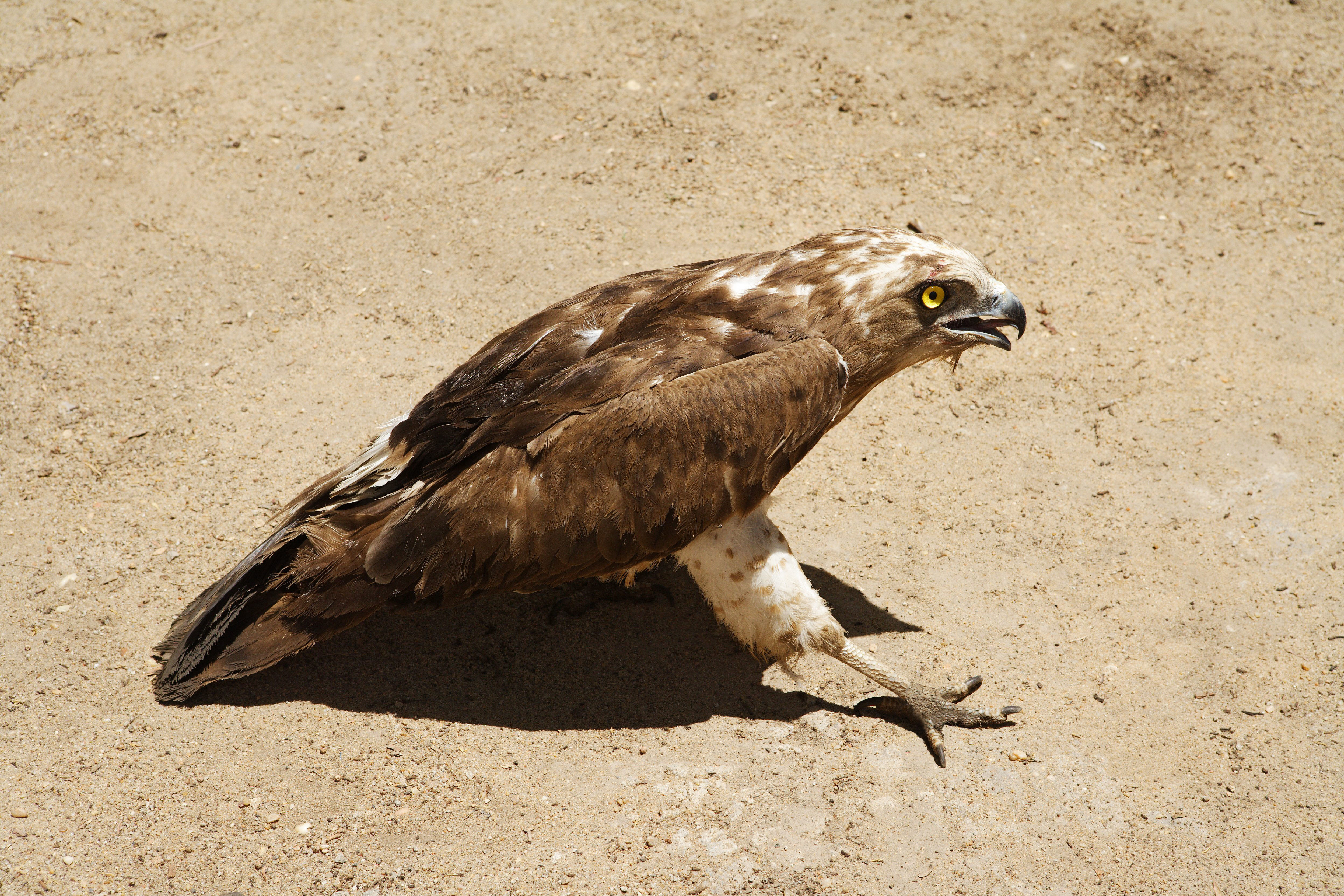 Image of Short-toed Eagle
