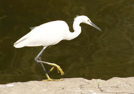 Image of Little Egret