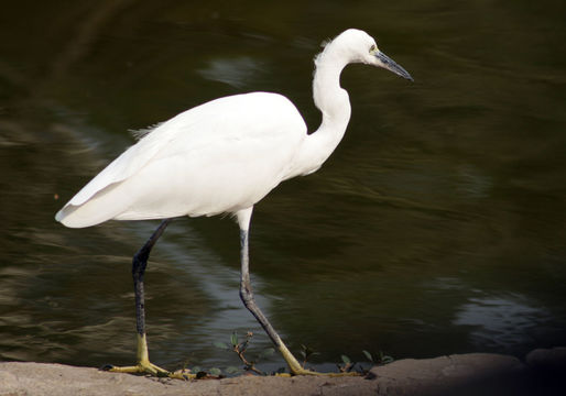 Image of Little Egret