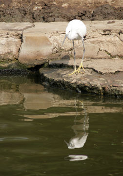 Image of Little Egret