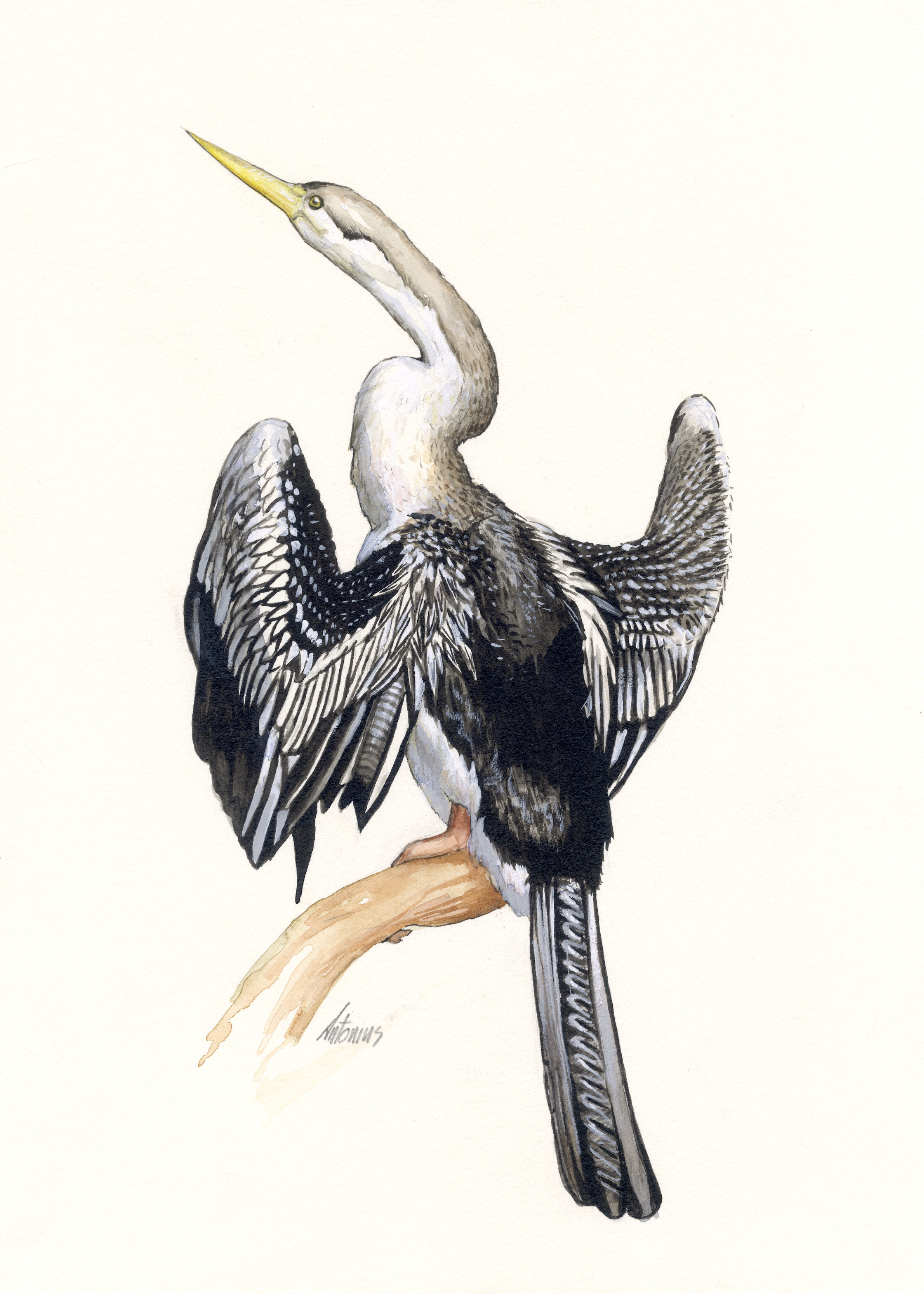 Image of Grey Heron