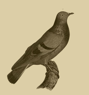 Image of Columba Linnaeus 1758