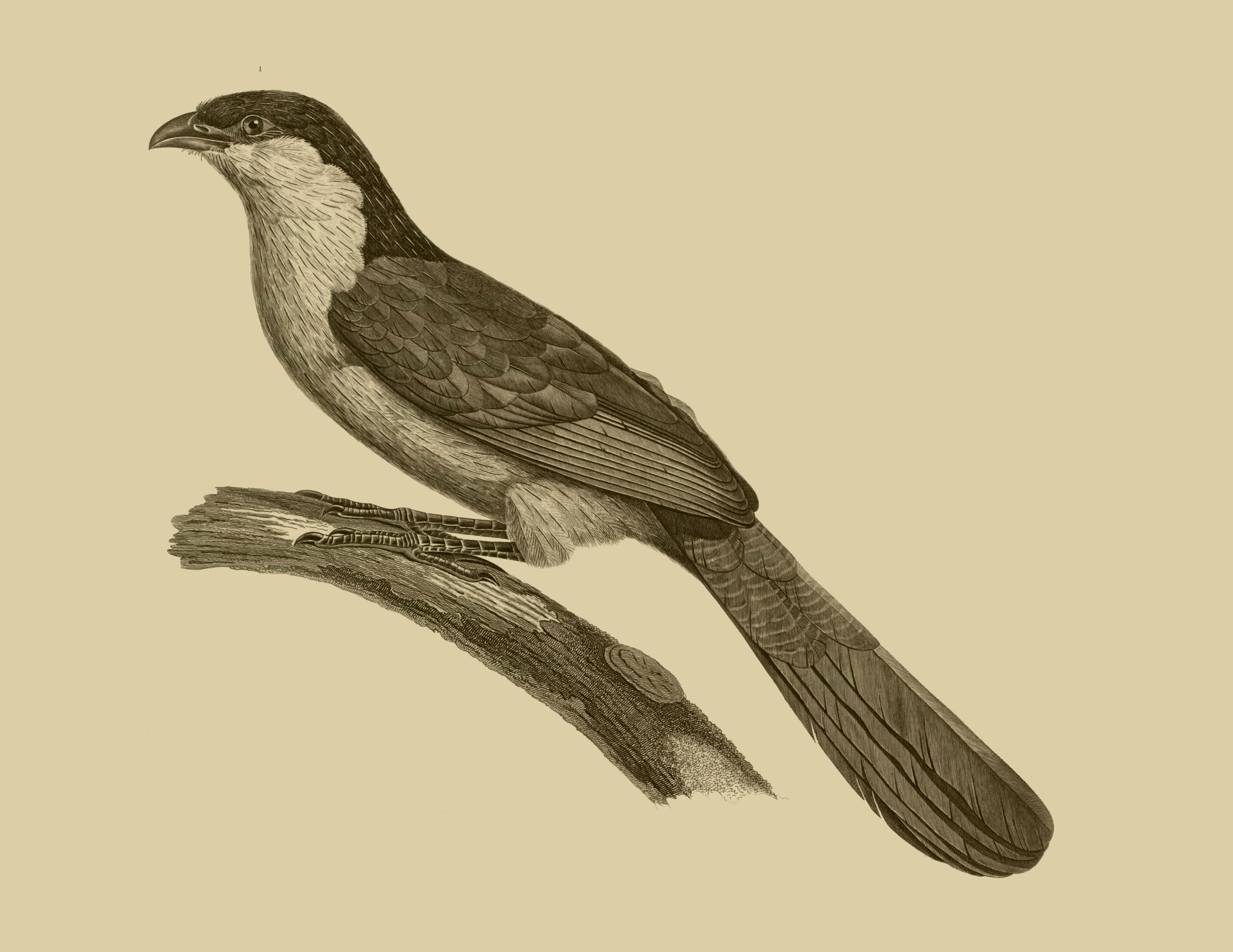 Plancia ëd Centropus senegalensis (Linnaeus 1766)