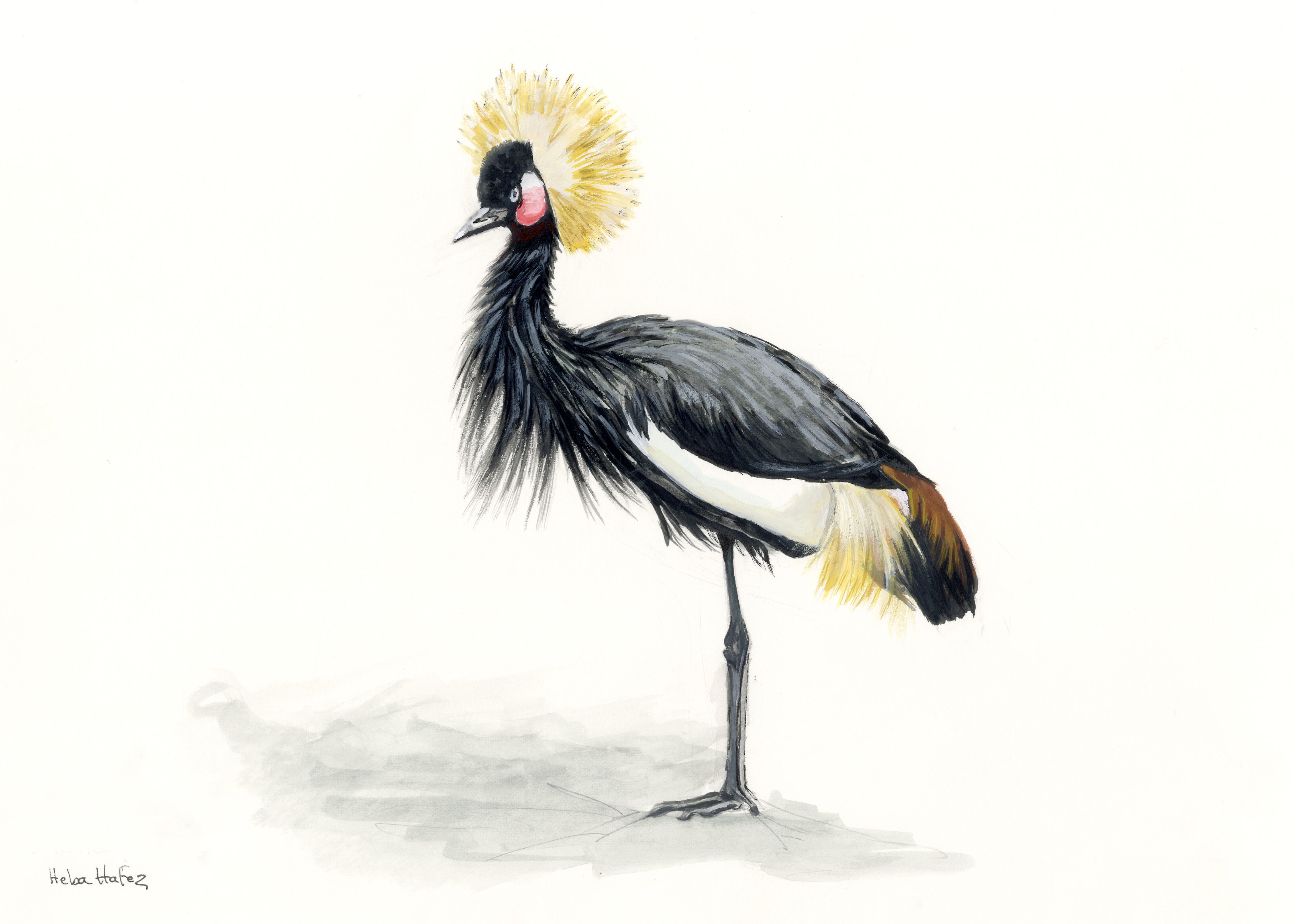Image of Black Crowned Crane