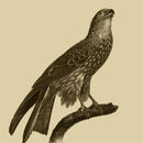 Image of Black Kite