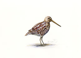 Image of Great Snipe
