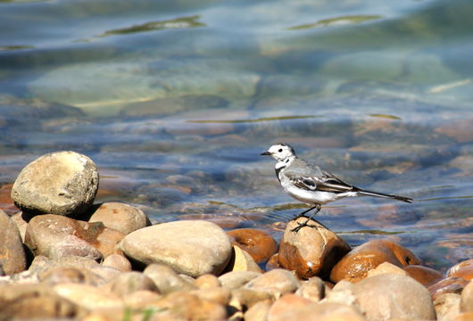 Image of Pied Wagtail and White Wagtail