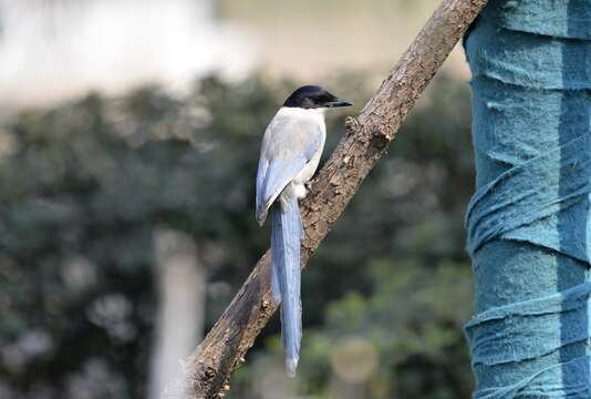 Image of Azure-winged Magpie