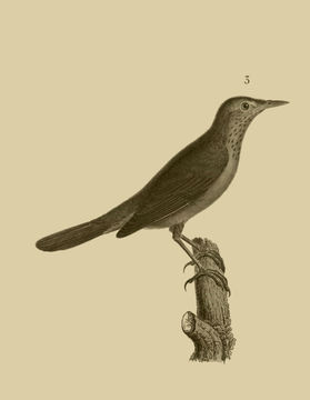 Image of Eurasian River Warbler