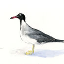 Слика од Ichthyaetus leucophthalmus (Temminck 1825)