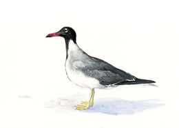 Image of White-eyed Gull