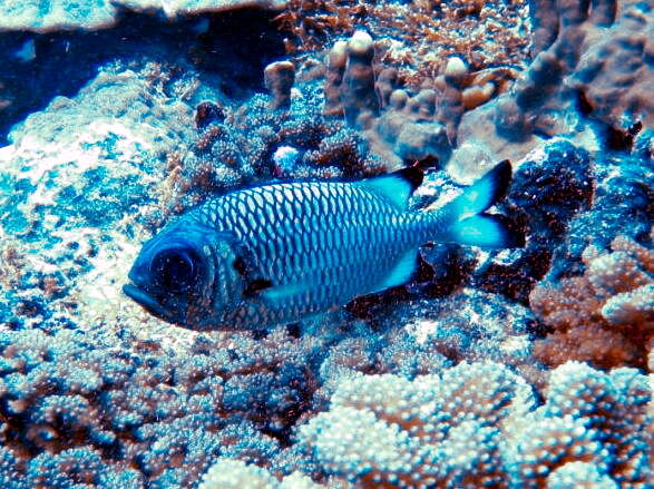 Image of Blackfin Soldierfish