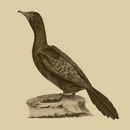 Image of Long-tailed Cormorant