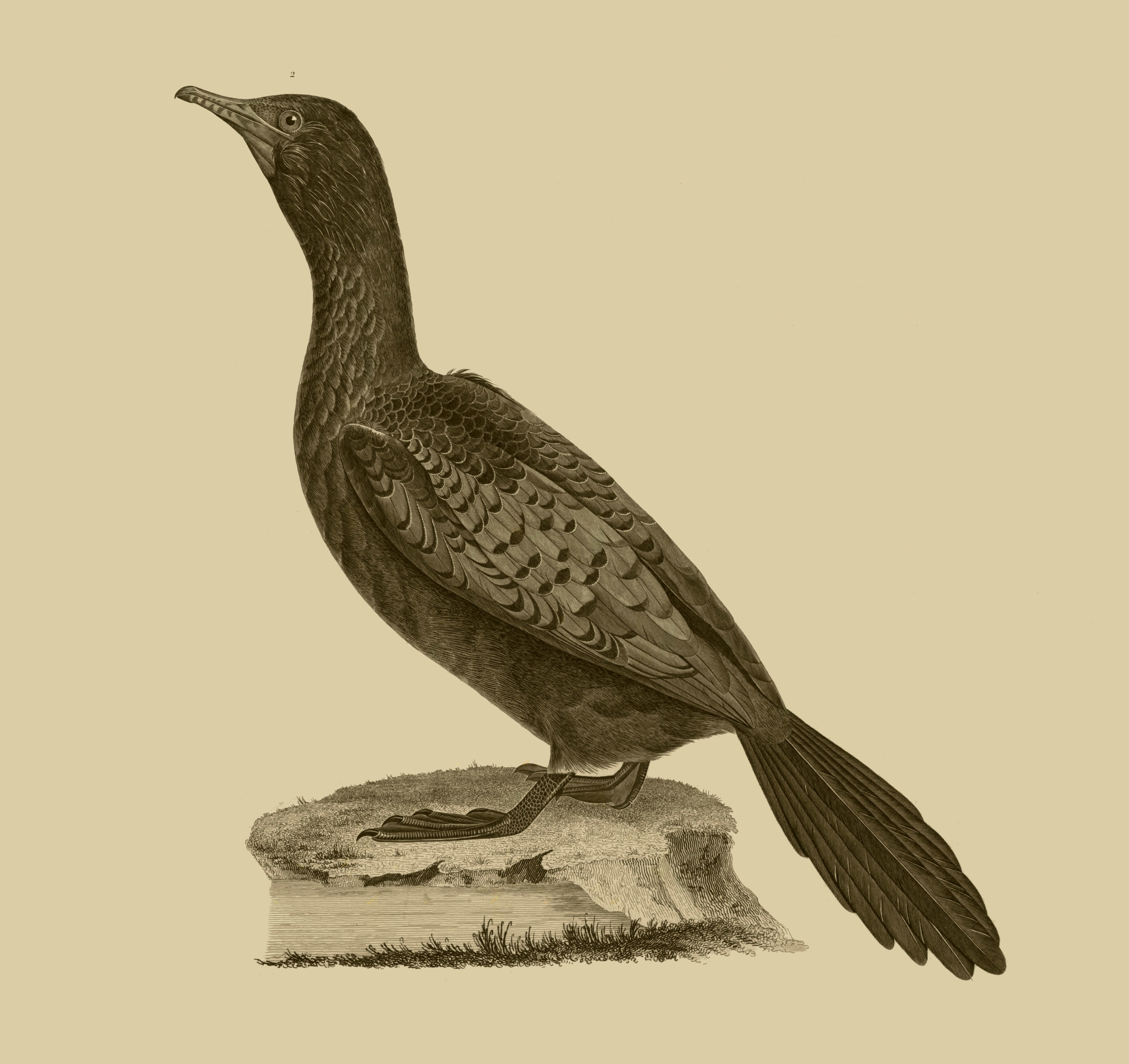 Image of Dwarf cormorants