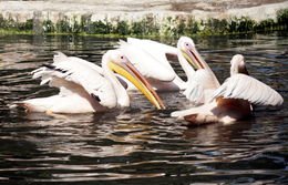 Image of Great White Pelican