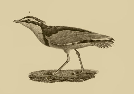 Image of Pluvianus Vieillot 1816