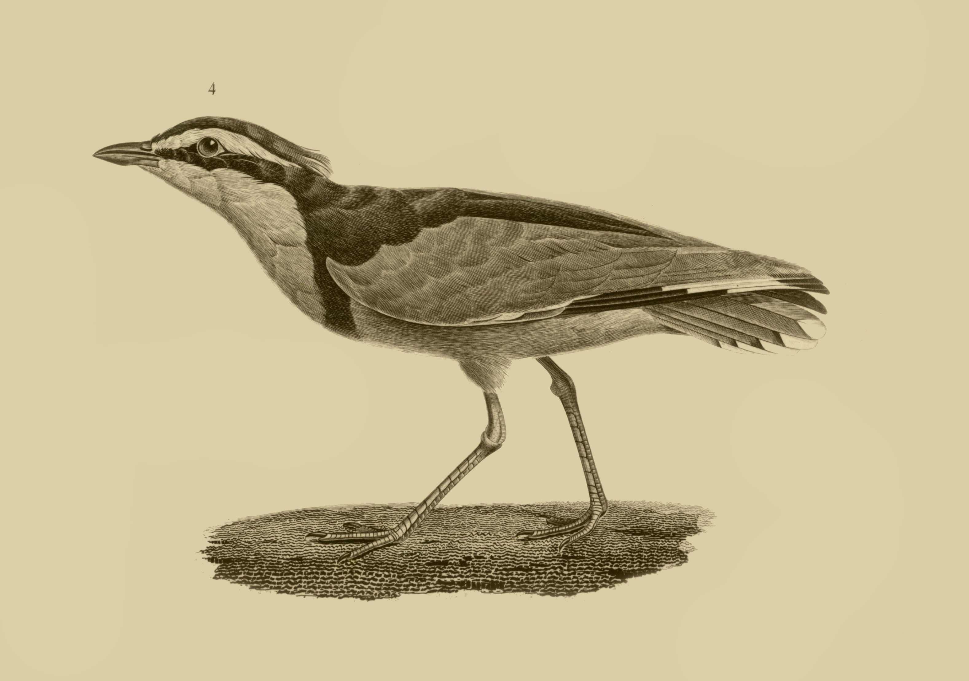 Image of Egyptian plovers