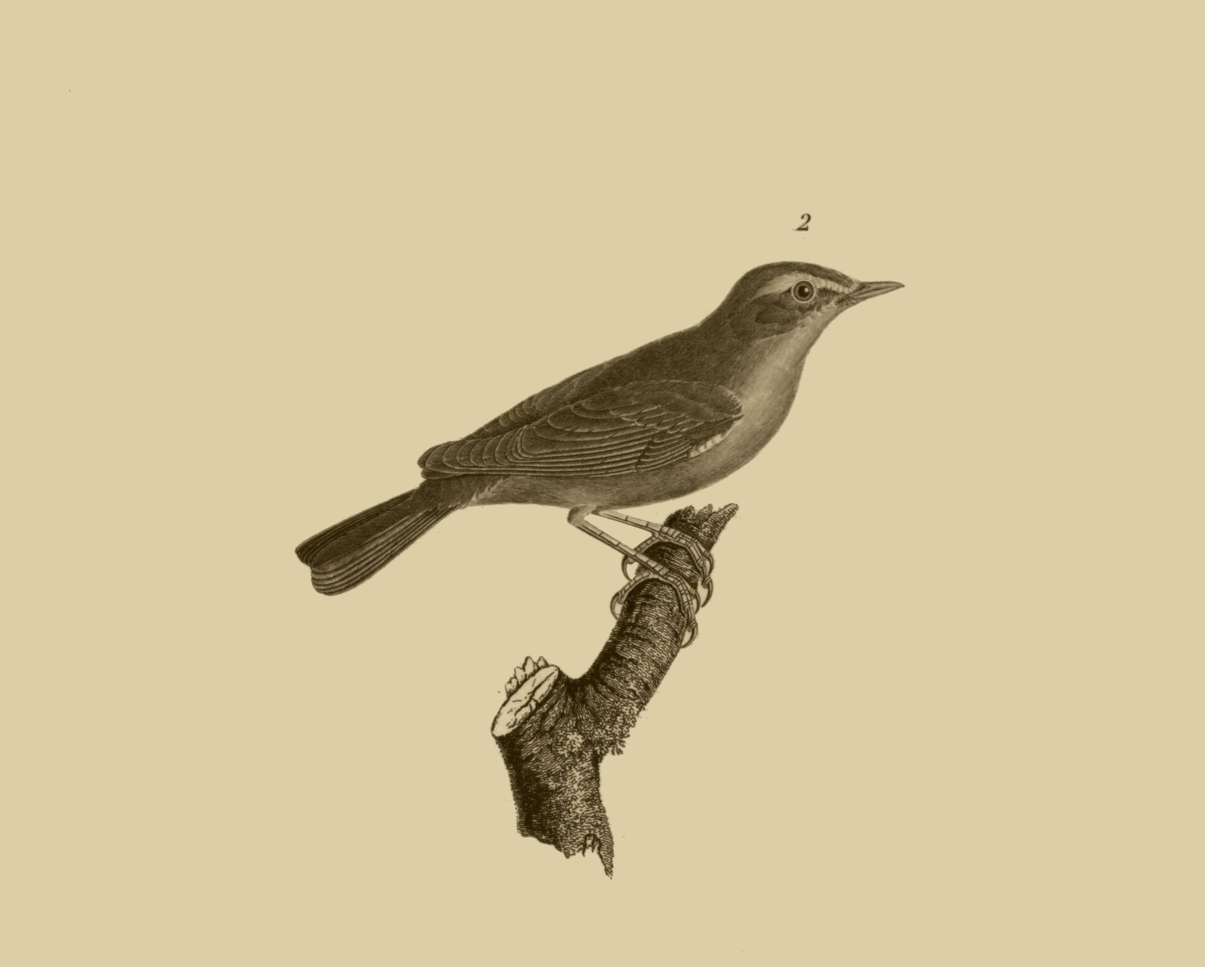 Image of Phylloscopus Boie & F 1826