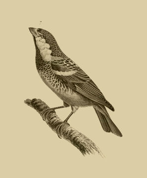 Image of Spanish Sparrow