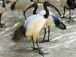 Image of African Sacred Ibis