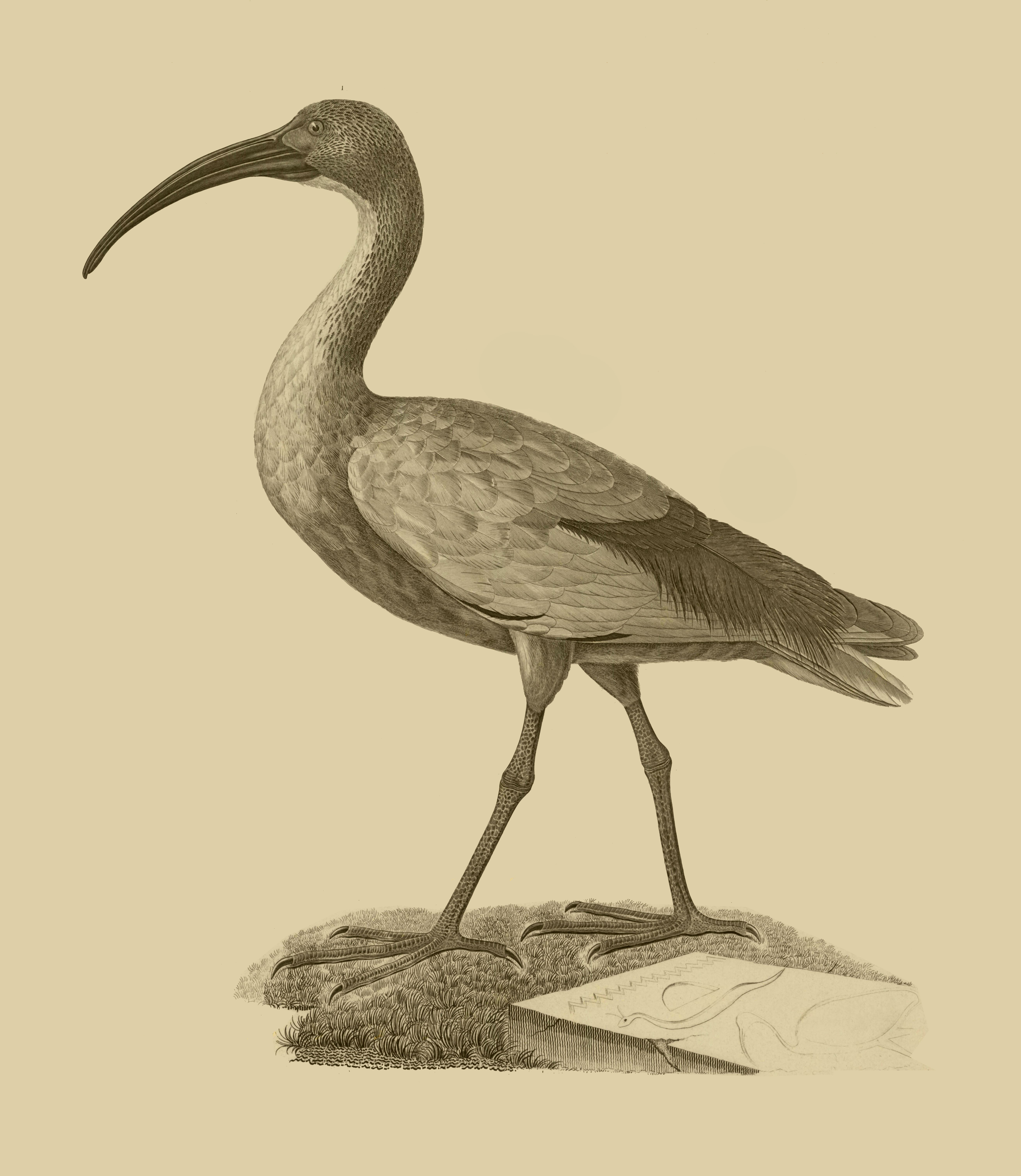 Image of African Sacred Ibis