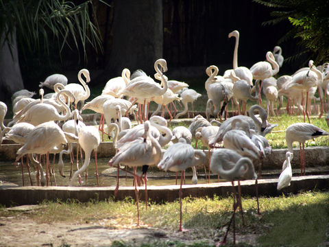 Imagem de Phoenicopterus Linnaeus 1758