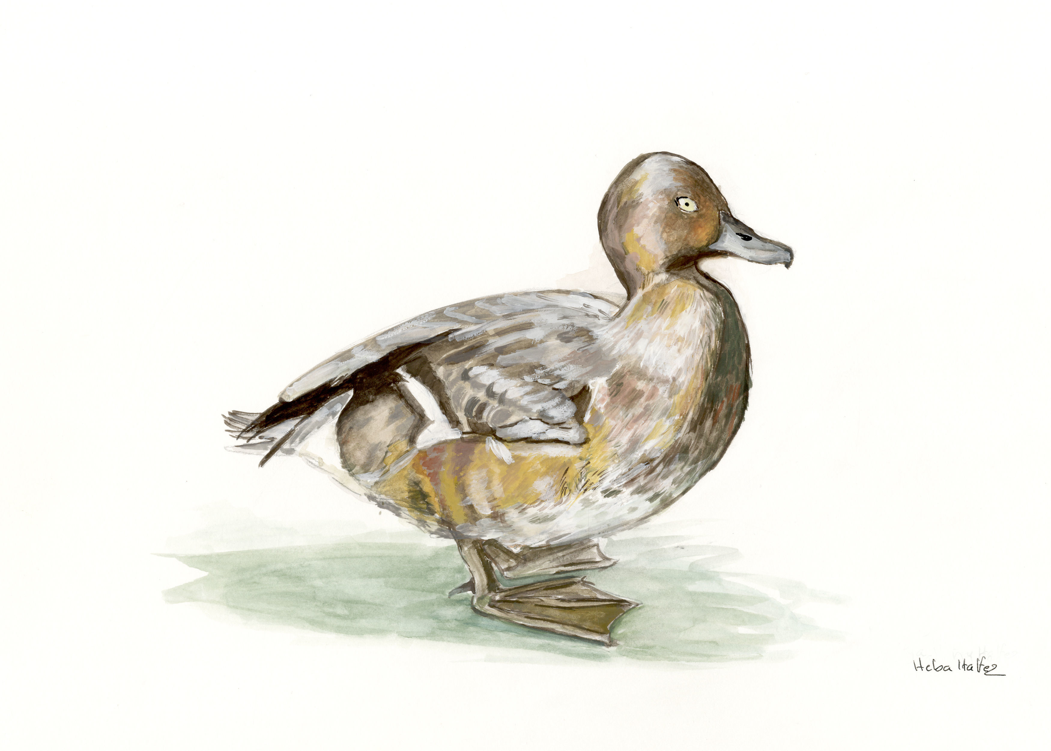 Image of Ferruginous Duck