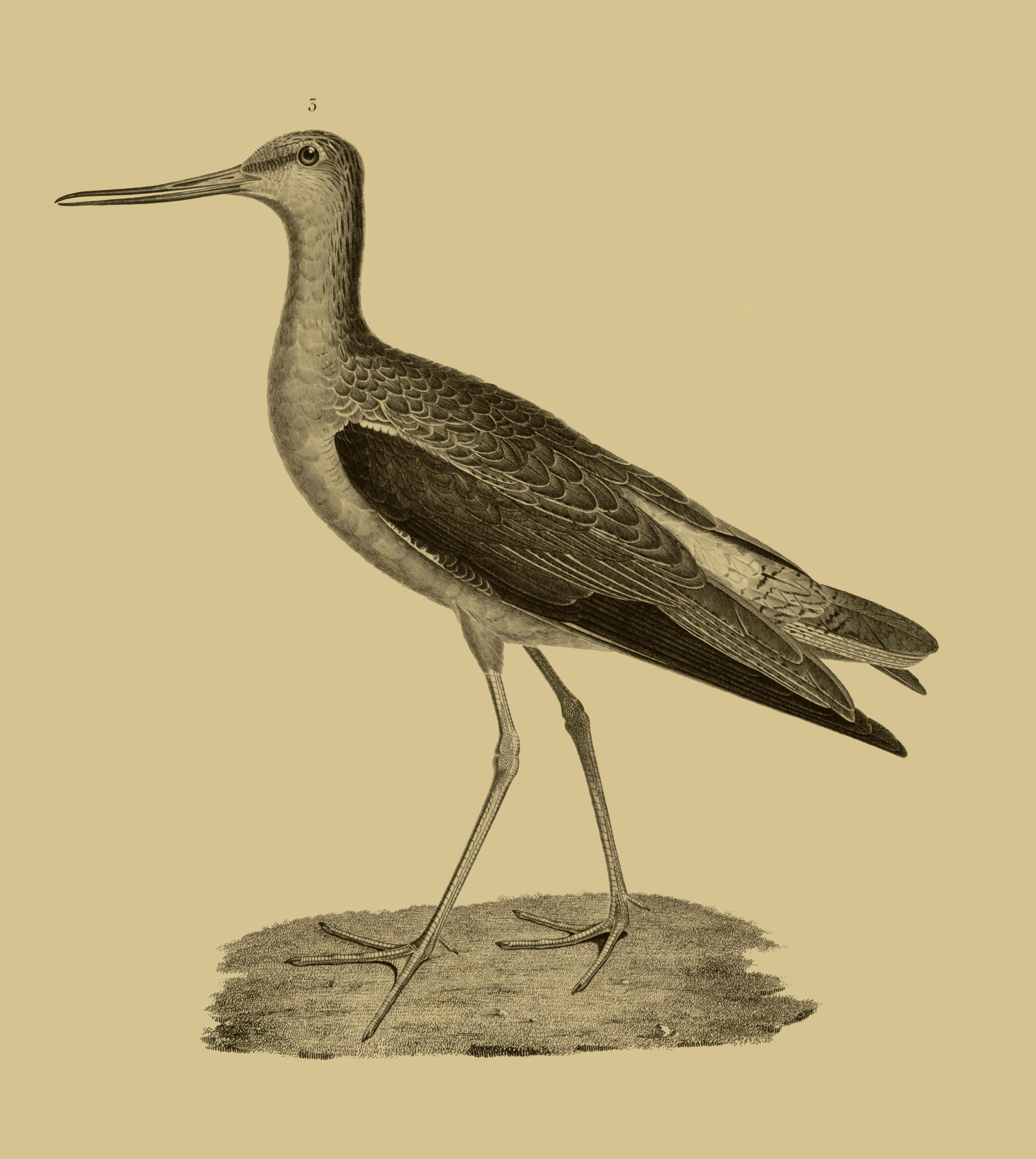 Image of Tringa Linnaeus 1758