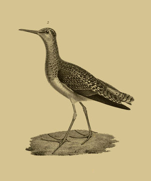 Image of Tringa Linnaeus 1758