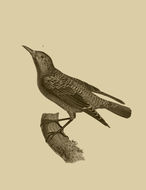 Image of Rock thrush