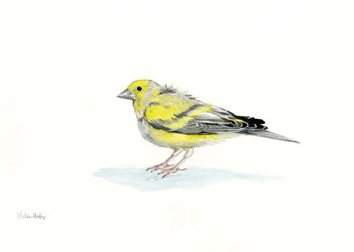 Image of Syrian Serin