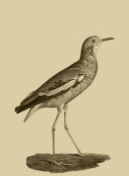 Image of White-tailed Lapwing