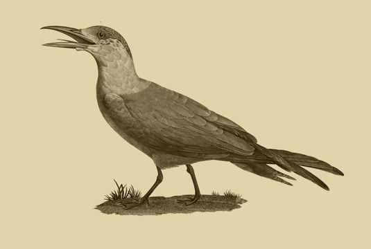 Image of Hydroprogne Kaup 1829