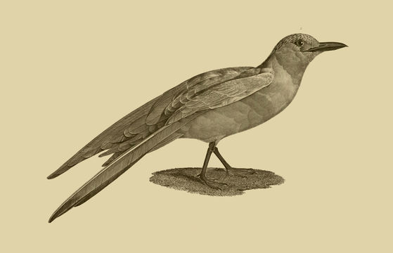 Image of Gull-billed Terns