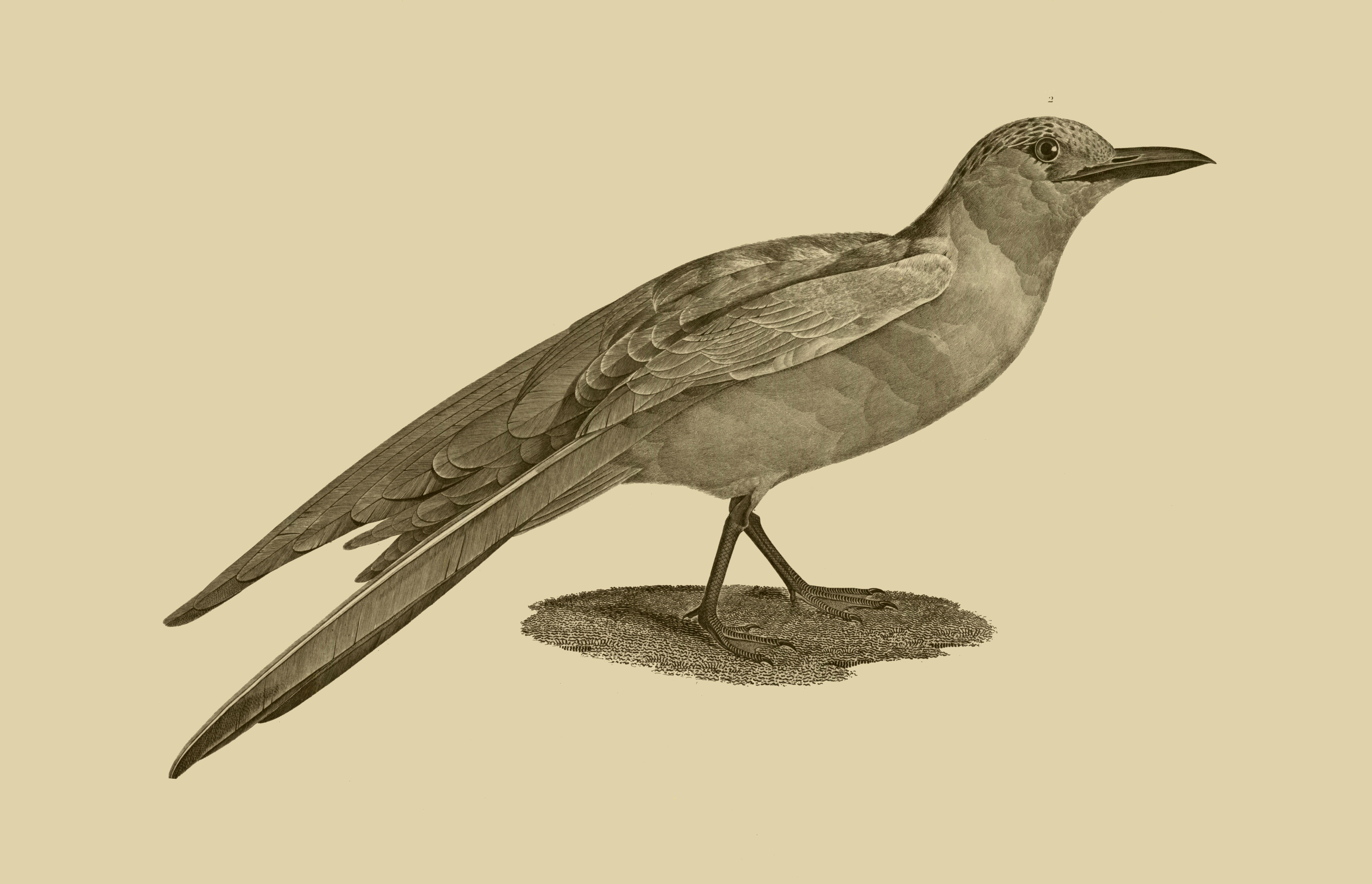 Image of Gelochelidon Brehm & CL 1830