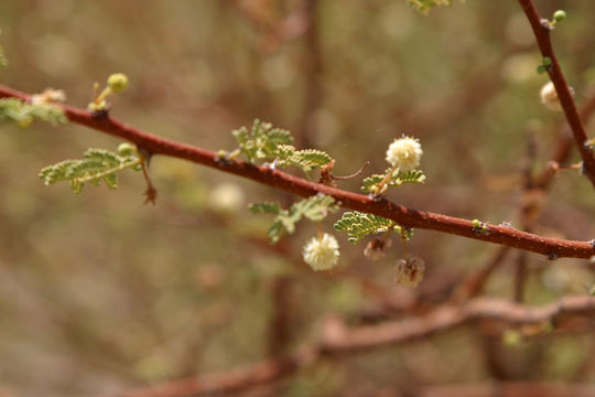 Image of <i>Acacia seyal</i> Delile