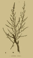 Image of Judean wormwood