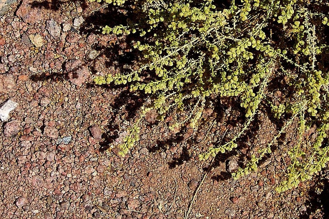 Image of Judean wormwood