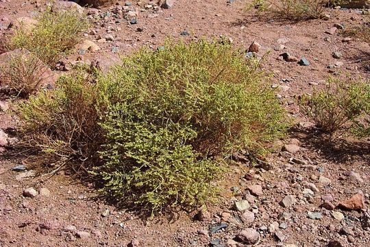 Image of Judean wormwood