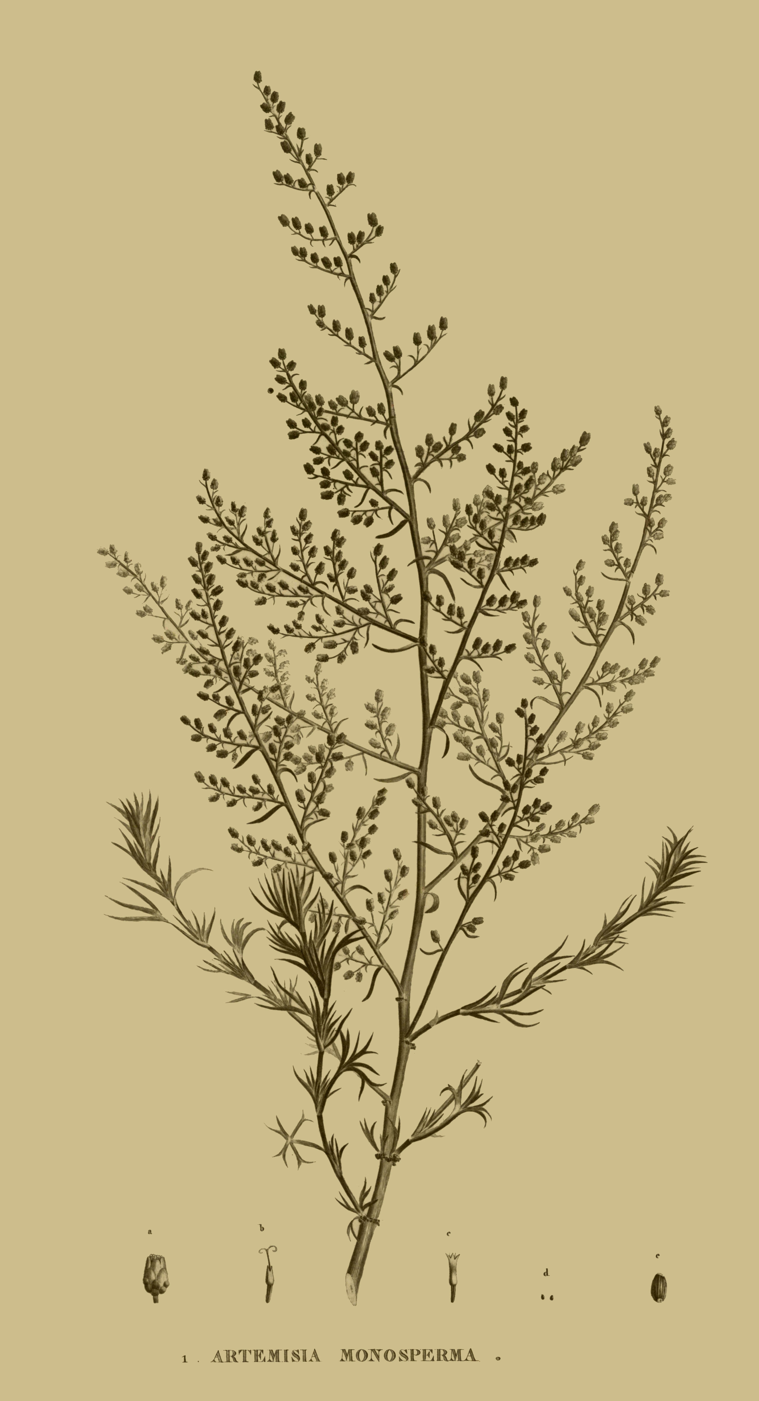 Image of Artemisia monosperma Del.