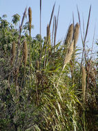 Arundo resmi