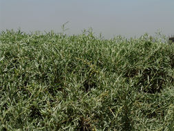 Image of saltbush