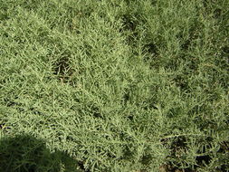 Image of saltbush