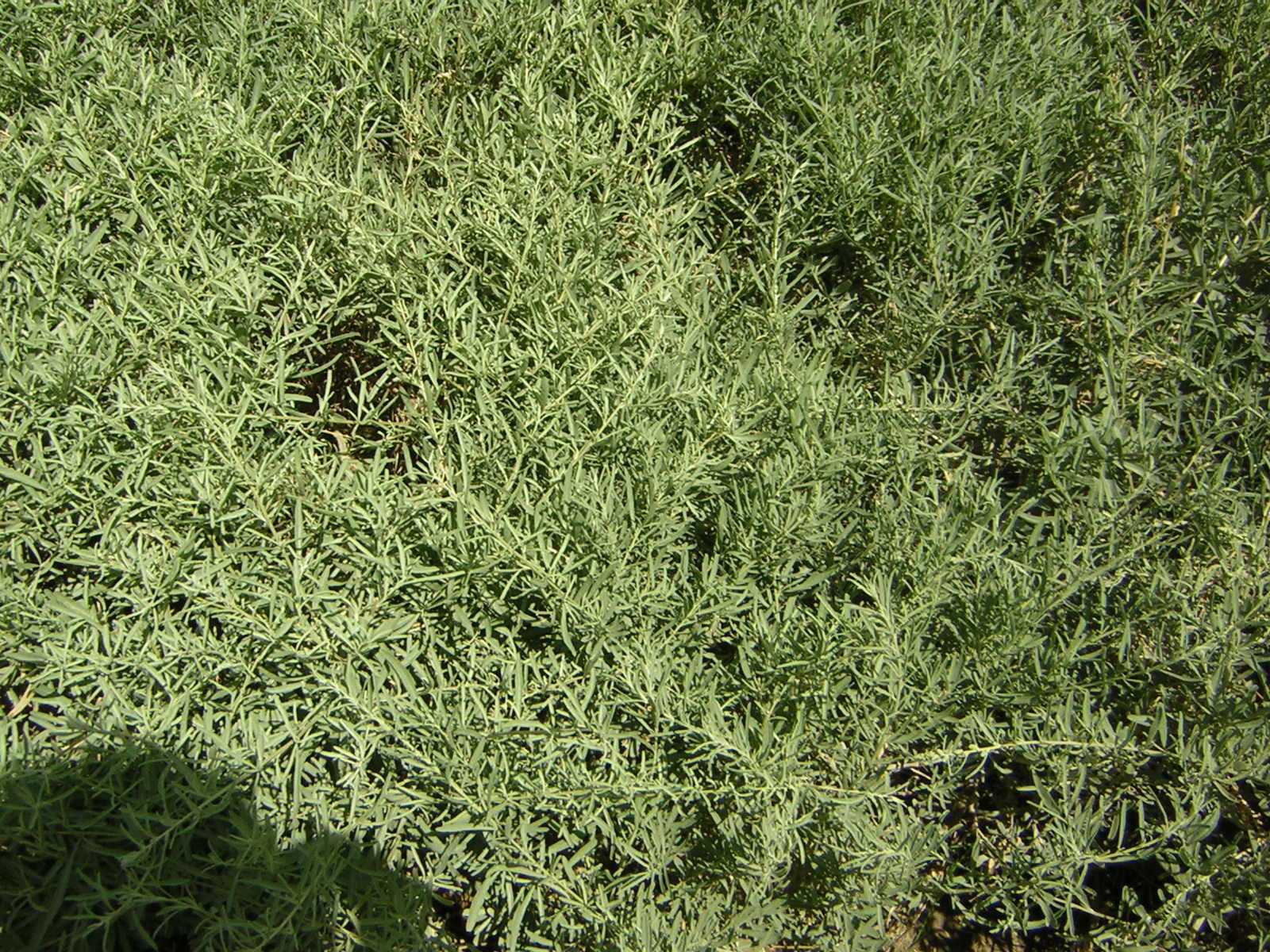 Image of saltbush